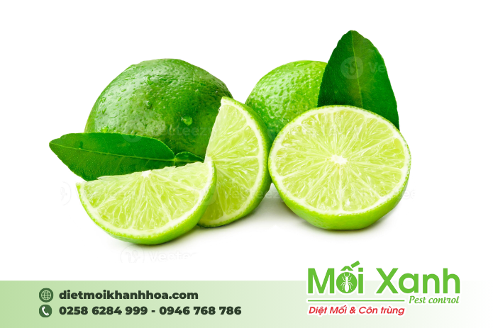 diệt mối nha trang